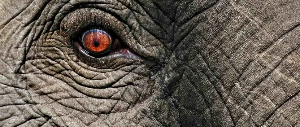 Close up of an elephant's eye