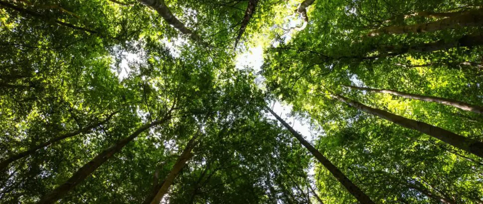 An upwards shot of trees at Americas Keswick