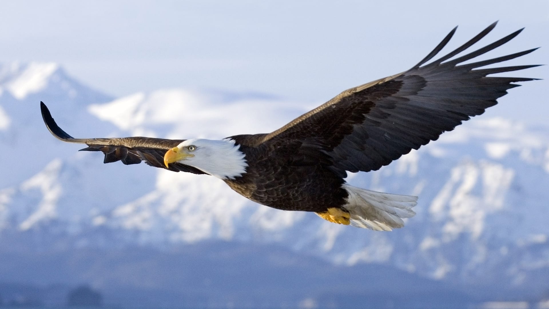 Eagle Example The Eagles Example! - America's Keswick Christian Retreat and ...